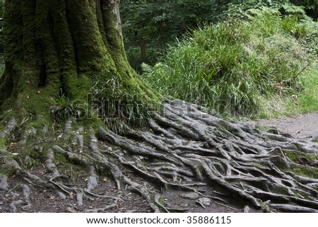 old tree roots, golitha falls in cornwall, uk