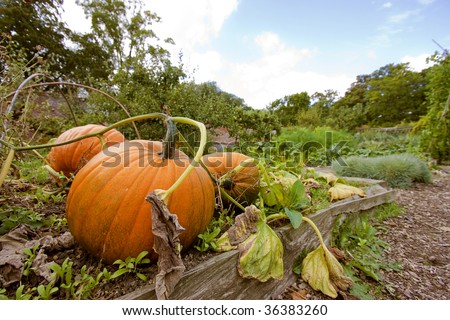 pumpkin in a vegetable patch in summer uk