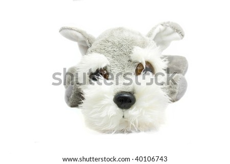 Fluffy Terrier