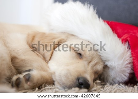 cute golden retriever puppy pictures. stock photo : Cute Golden retriever puppy 6 weeks old