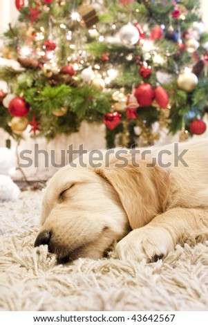 puppy golden retriever asleep in front of a christmas tree