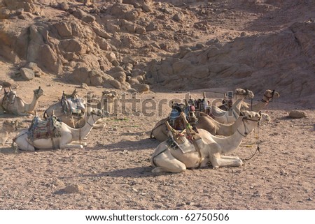 sinai desert shot of a group of camels resting in the midday sun