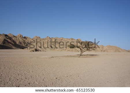 single barren tree in the barren sinai desert in egypt