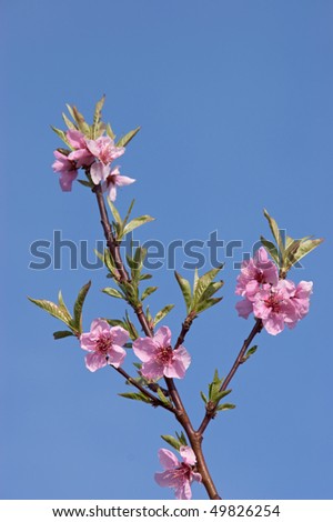 Blooming peach branches against blue sky. Shallow DOF.