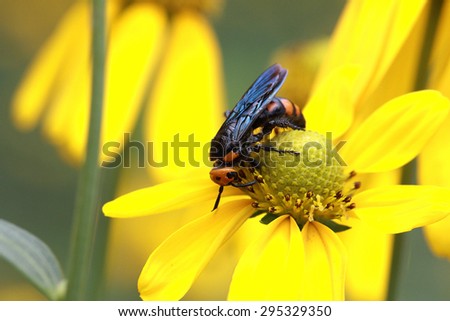 Flowers with the wasp/Yellow flowers attract wasps