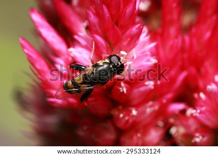 Red flower with insect/Hover Fly on red flower/Red flowers attract insect