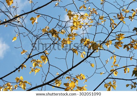 colorful branch and yellow leaves over blue sky/yellow leaves in autumn