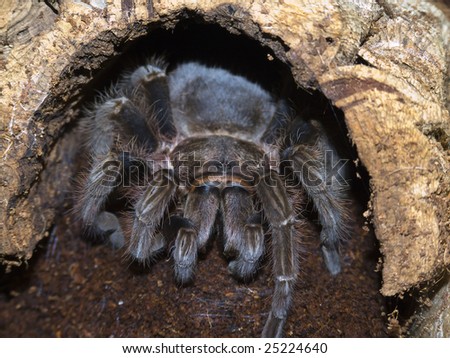 Brachypelma albopilosum, a beard eating spider from costa rica and honduras, is sitting in its cave