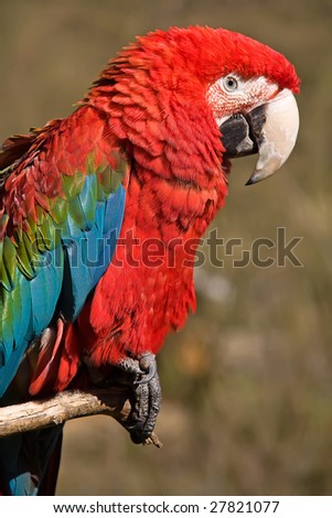 colorful red macaw parrot