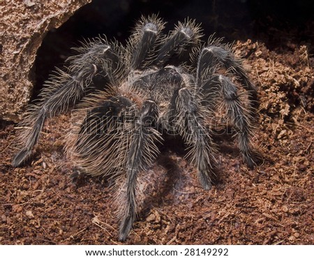 tarantula spider - lasiodora parahybana - sitting in front of her cave