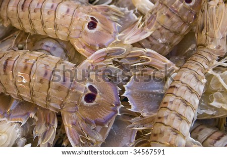 mantis shrimps -  squilla mantis - offered on a fisher market