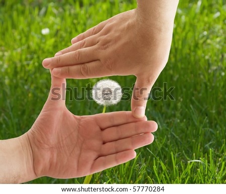 Frame from human hands with flower in the middle of it. Green grass is background