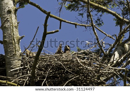 Eaglet checking out the surrounding area for the future hunting ground.