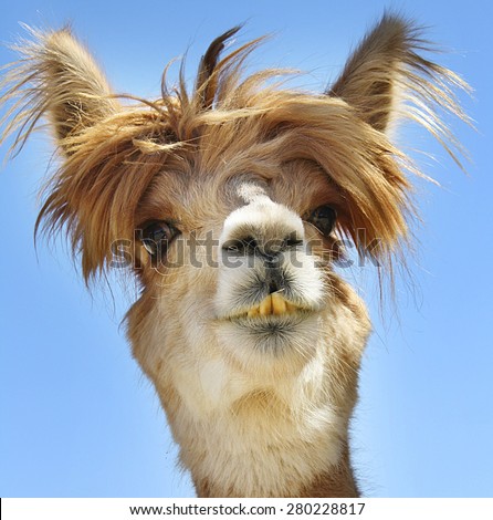 Colorful photograph of an Alpaca with wild, messy,  funny hair.