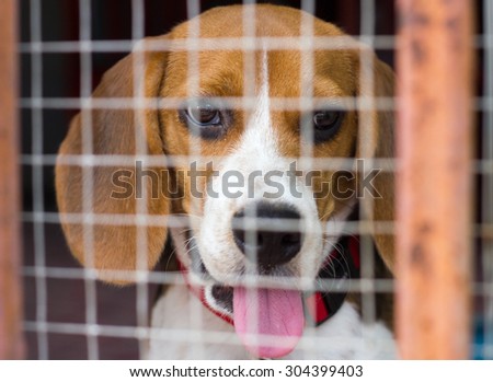 Dog behind the cage