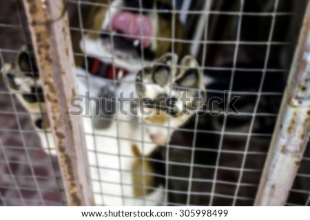 the Dog behind the cage, blurry image