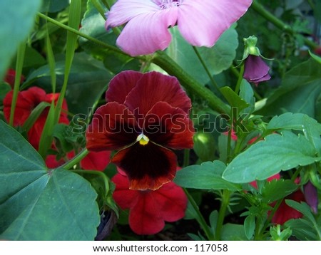 Red black pansy