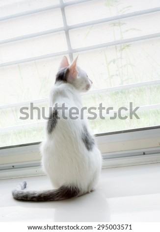 White cat is sitting on the ground and looking to outside