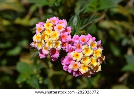 Twin Pink & Yellow Flower