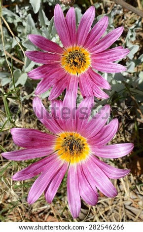 Twin Pink & Yellow Flowers