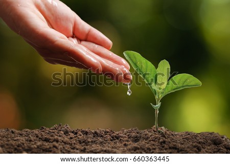 Hands of farmer growing and nurturing tree growing on fertile soil with green and yellow bokeh background / nurturing baby plant / protect nature