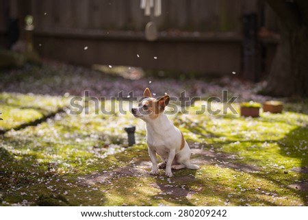 Dog enjoying Cherry Blossom