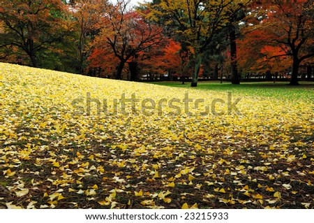 Maple and Ginkgo (Kyoto Imperial Park)