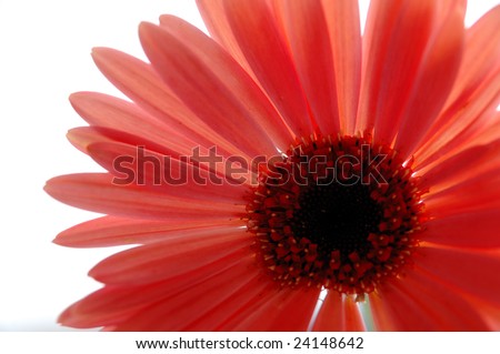 Daisy+flower+with+stem