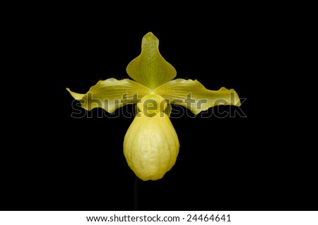 Orchid on black background - Paphiopedilum (Lady\'s Slipper)