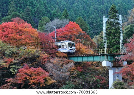 The train running in the colorful maple tree.