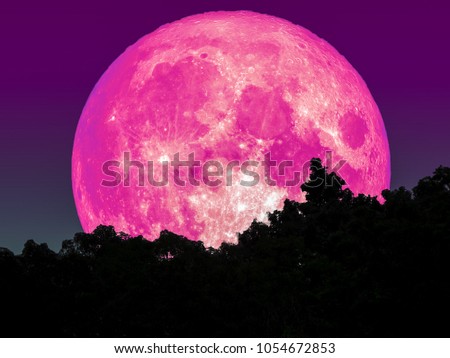 super full pink moon and silhouette tree in forest and star on sky, Elements of this image furnished by NASA
