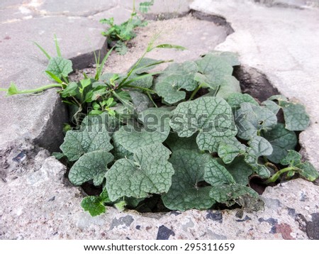 Survival plants on reak paving box floor, them eat rain and dew  for life