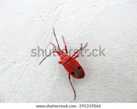 FAMILY PYRRHOCORIDAE AND LARGIDAE: RED BUGS, RED STAINERS, GIANT RED BUG