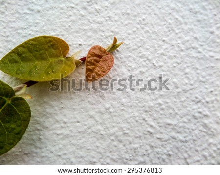 Green leaf border, Isolate of plant on the wall in garden