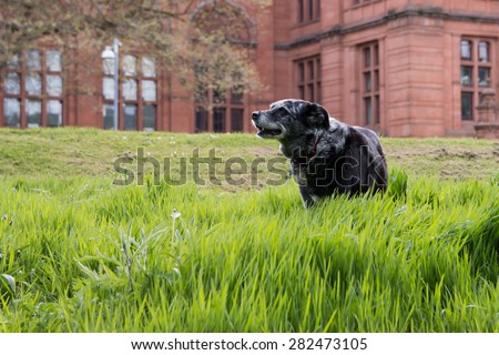 An old dog is enjoying a walk in the grass.