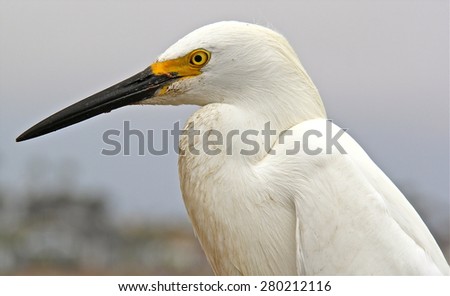 Snowy Egret Face