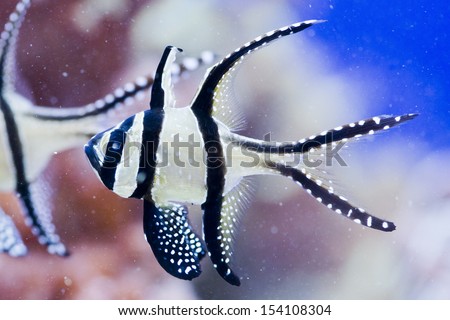 Banggai cardinalfish - Pterapogon kauderni. colorful sea fish - zebra