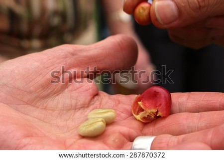 Fresh coffee bean from coffee cherry