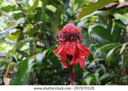 Torch Ginger Flower, Big Island in Hawaii