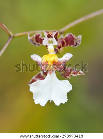 Rare and exotic multi-colored orchid flowers found on auyantepui, in Canaima Venezuela