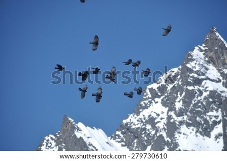 Birds over the Himalaya