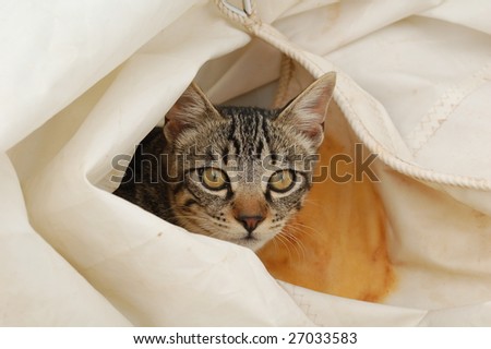 Tabby Cat hiding in a furled sail.