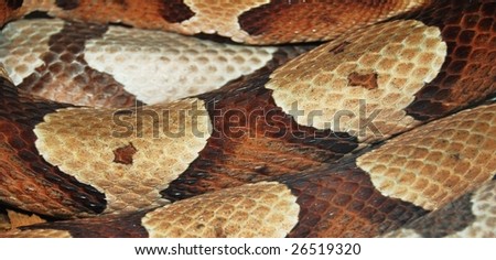 snake skin detail