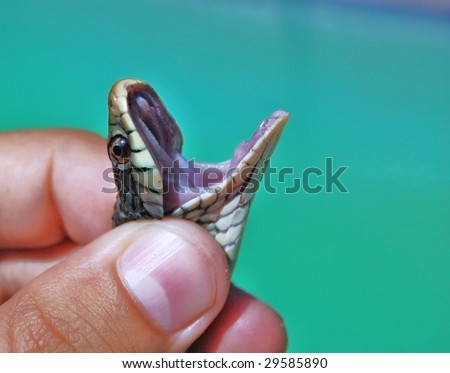 hand holding a snake with mouth open