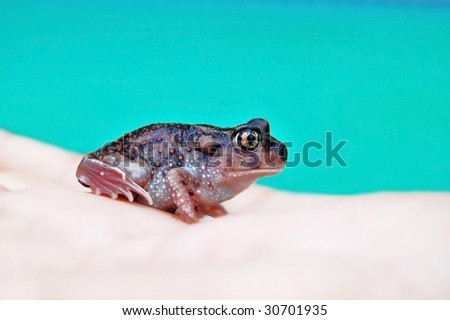 Toad on human hand on blue background