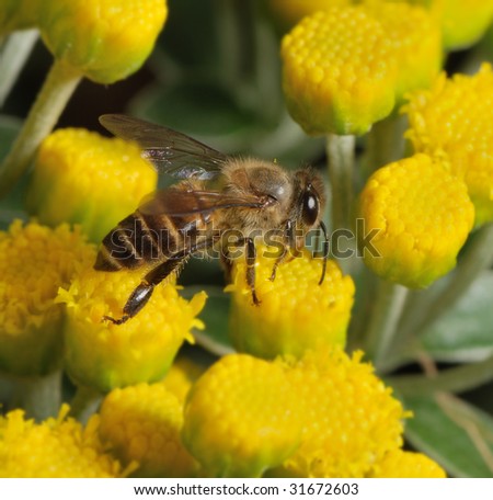 single bee standing on yellow flower