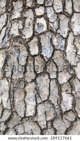 Tree bark texture. Huge tree at forest in Vietnam.