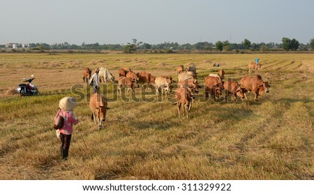 MEKONG DELTA, VIET NAM - AUG 20, 2015. Asian farmer with her cows on rice plantation in An Giang, Mekong Delta, southern Vietnam.