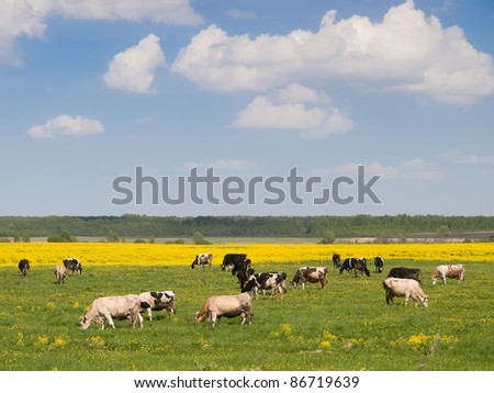 Herd of cows on field under blue sky