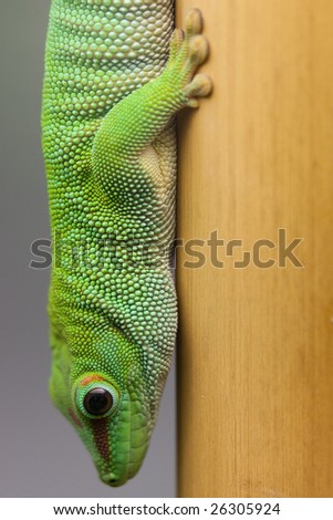 green day gecko head first